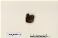 藏品(澤苔屬)的圖片